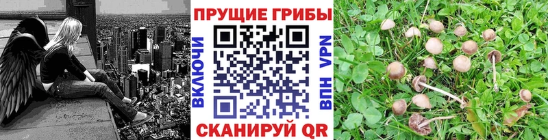 Галлюциногенные грибы Psilocybine cubensis  Купить  Бугульма 